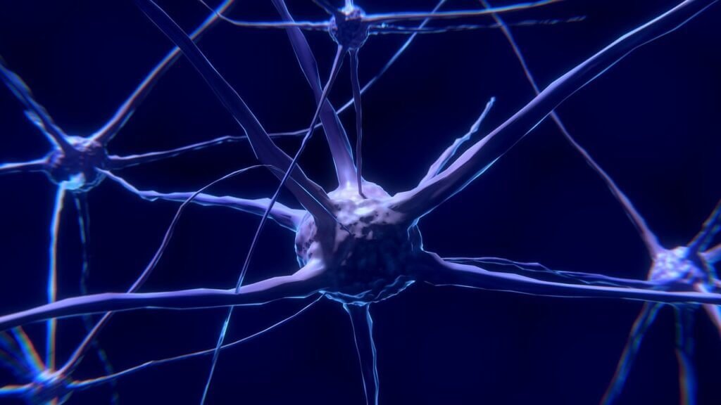 nerve cells, neurons, nervous system